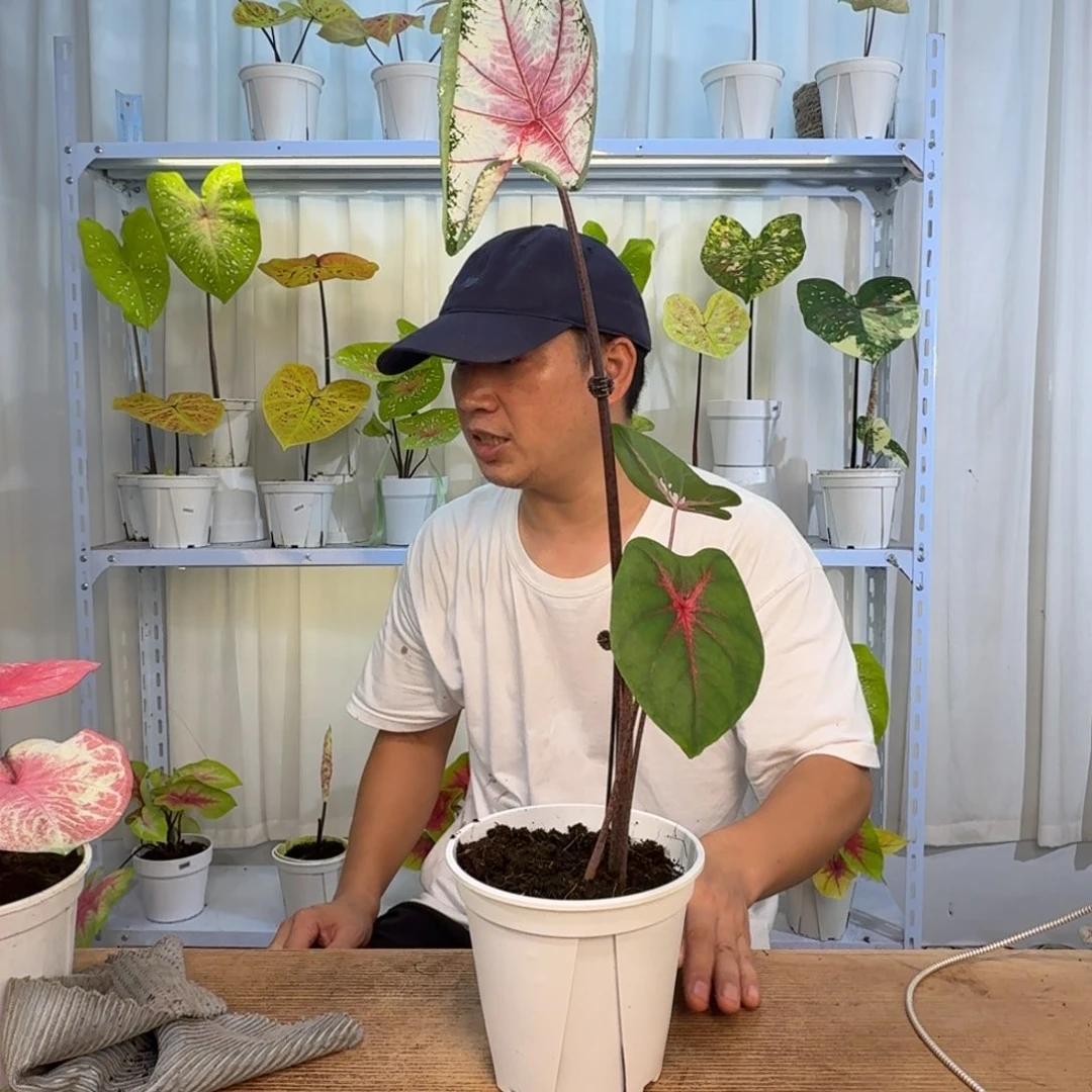 无花朵红桃A   0069
