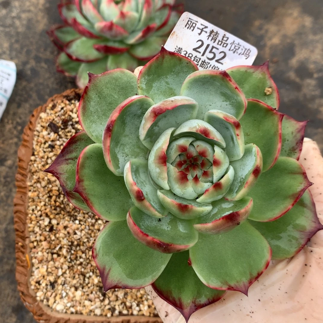 2152号多肉植物10厘米