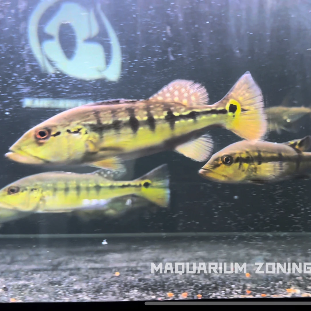 15-17cm进口横带七间，动线清晰，包损包邮包损