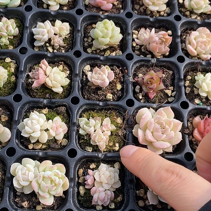 29 多肉植物盆栽花卉