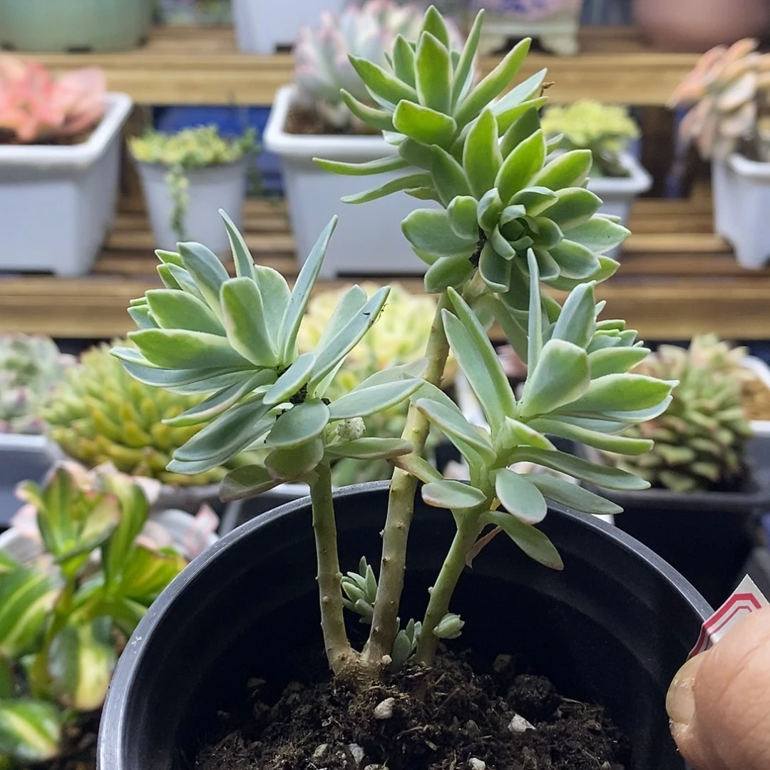 2225 薄化妆锦自然群