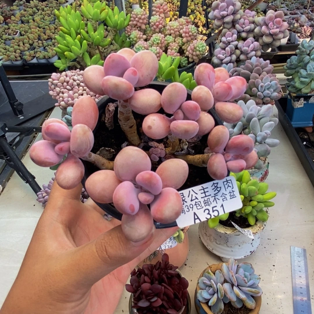 351糖果桃蛋多肉8cm