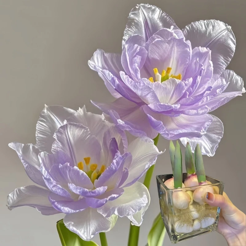 庭院五度球进口球阳台盆栽重瓣花卉大种球室内外【水培土养】郁金香