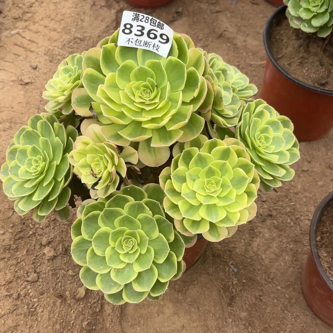 N. 8369奶白多肉，ban