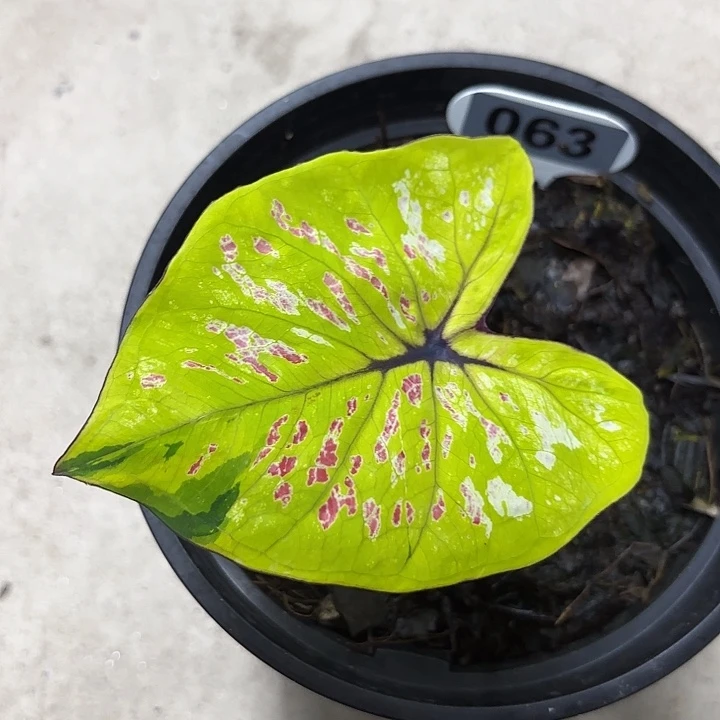 63-0602彩叶芋广东现货