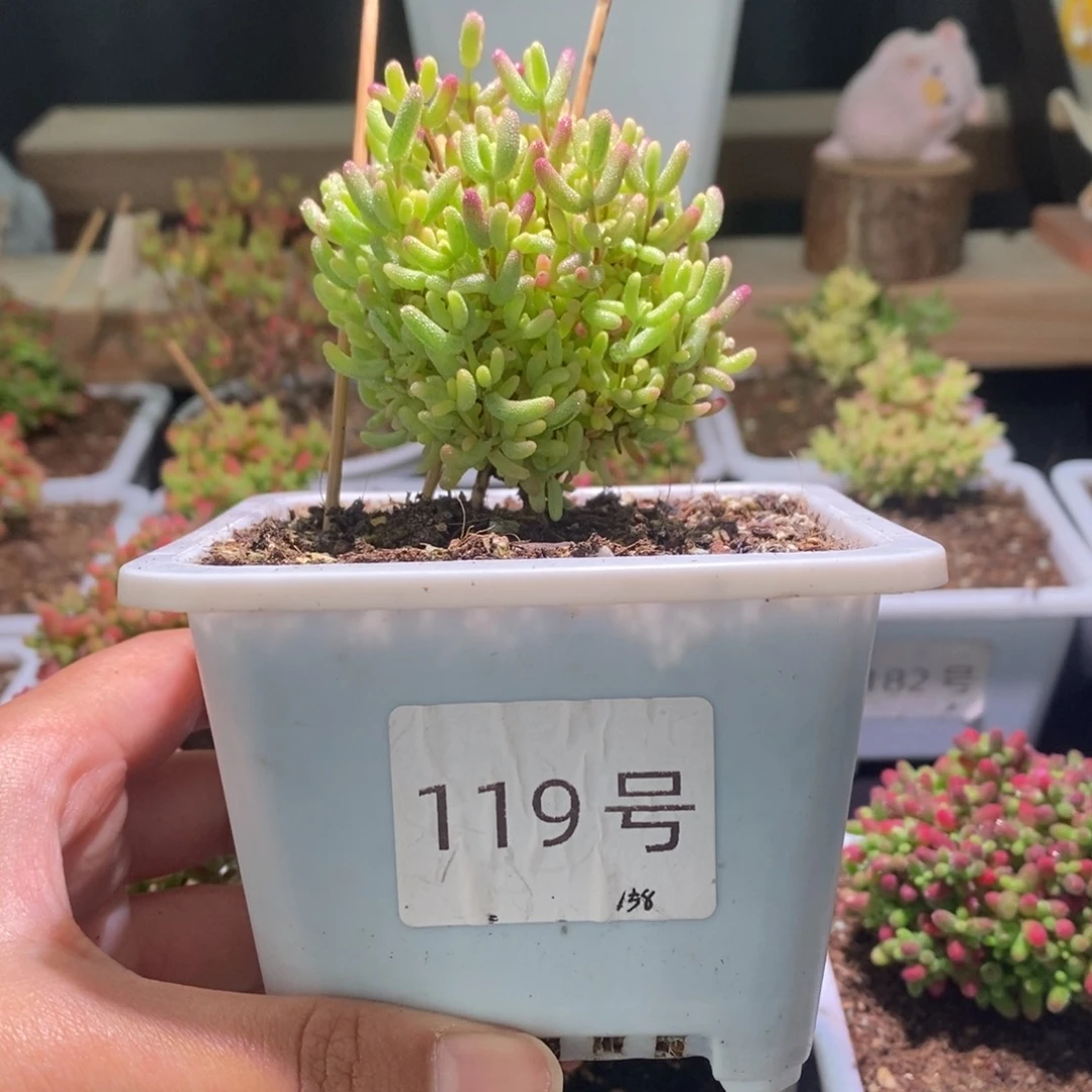 米粒锦带盆土发货一物一拍