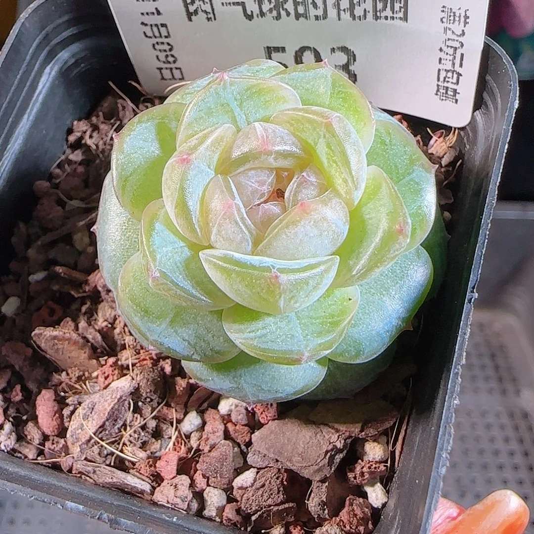 1109--593若画一物一拍