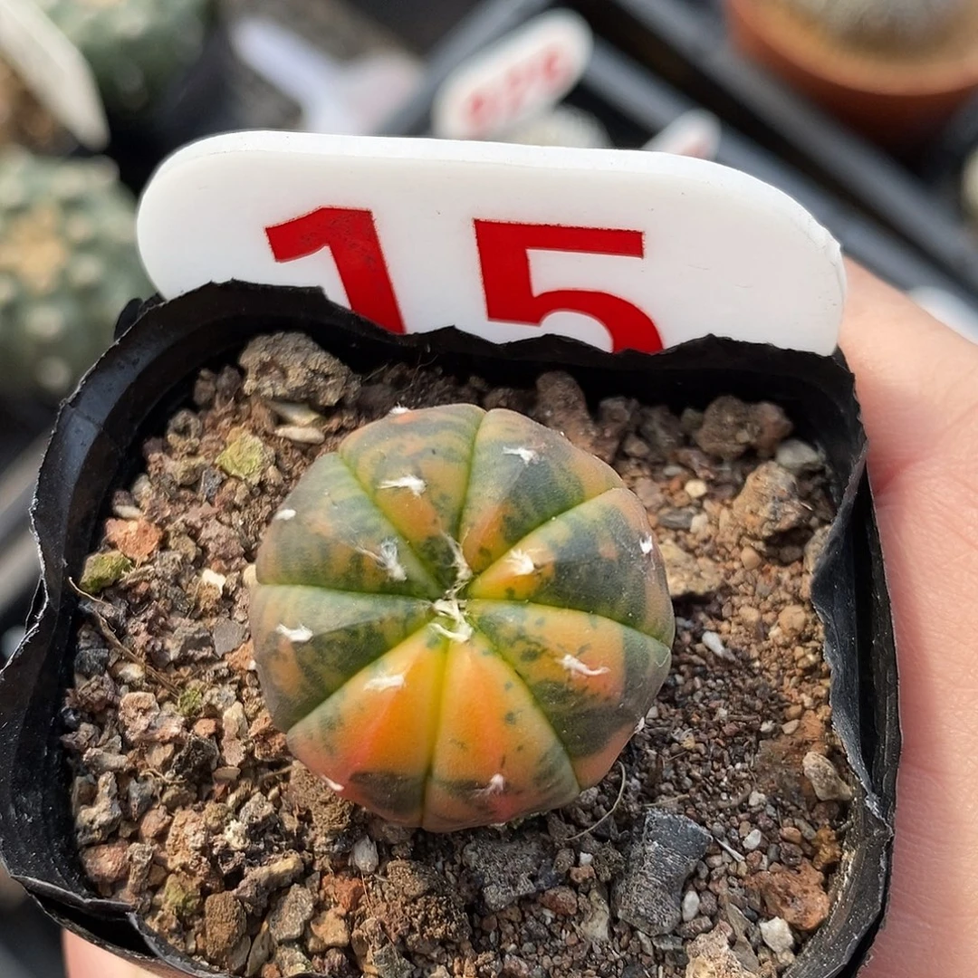 15兜锦福利特价包