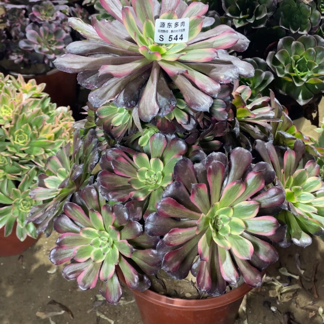 544粉霞多肉法师断枝不包