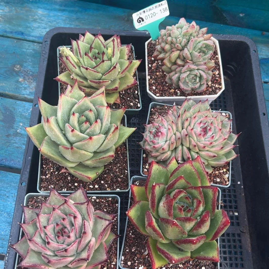 从前慢多肉精选编号0120.138