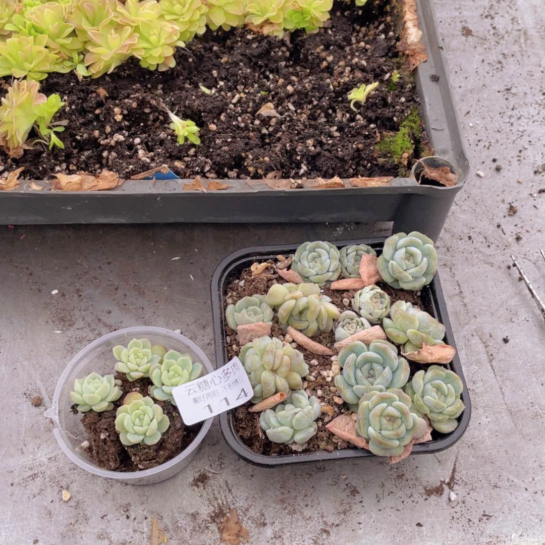 云糖心多肉植物114