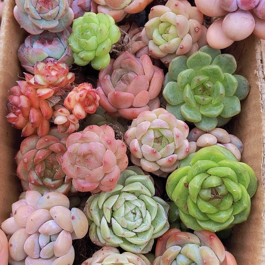 0000000000001量拍保底20颗