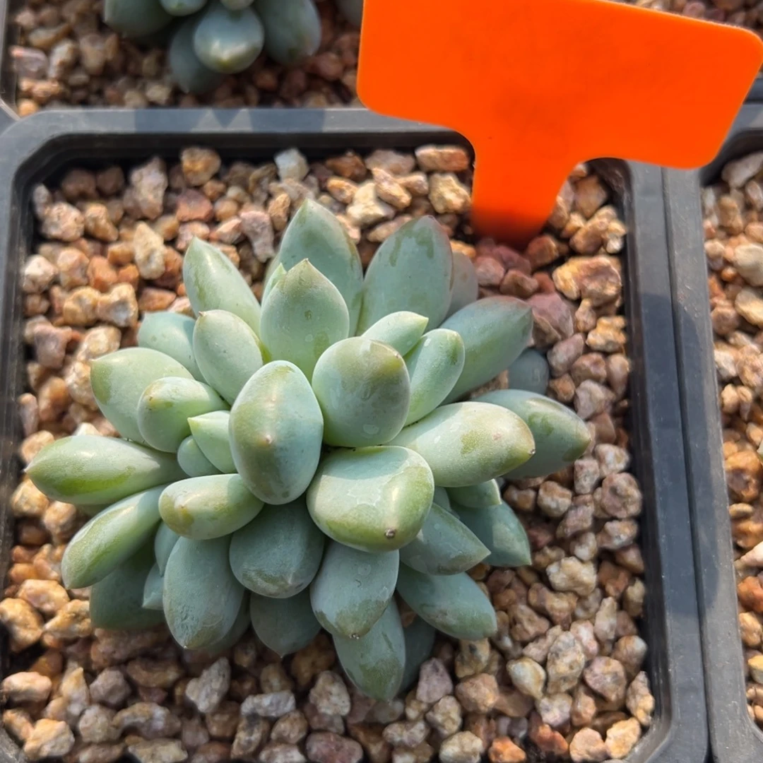 特价哥特11111111111111