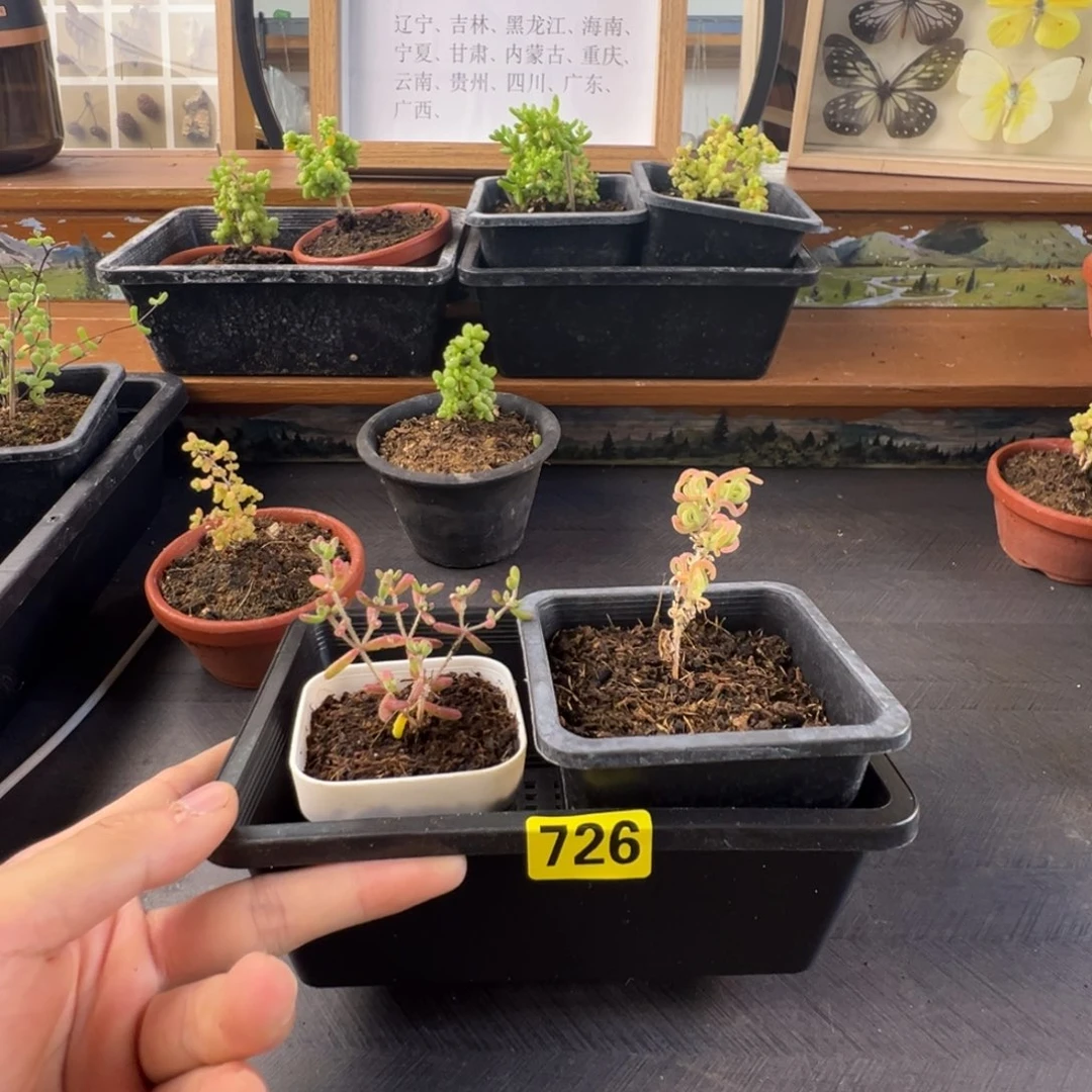 带盆包邮偏远加运费726