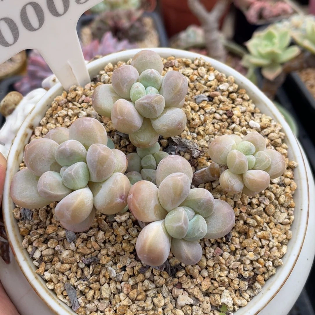 0005香芋不带盆9厘米