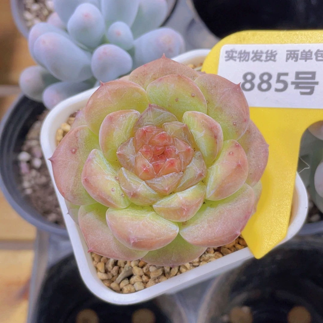 885号 钻石孤品糖心