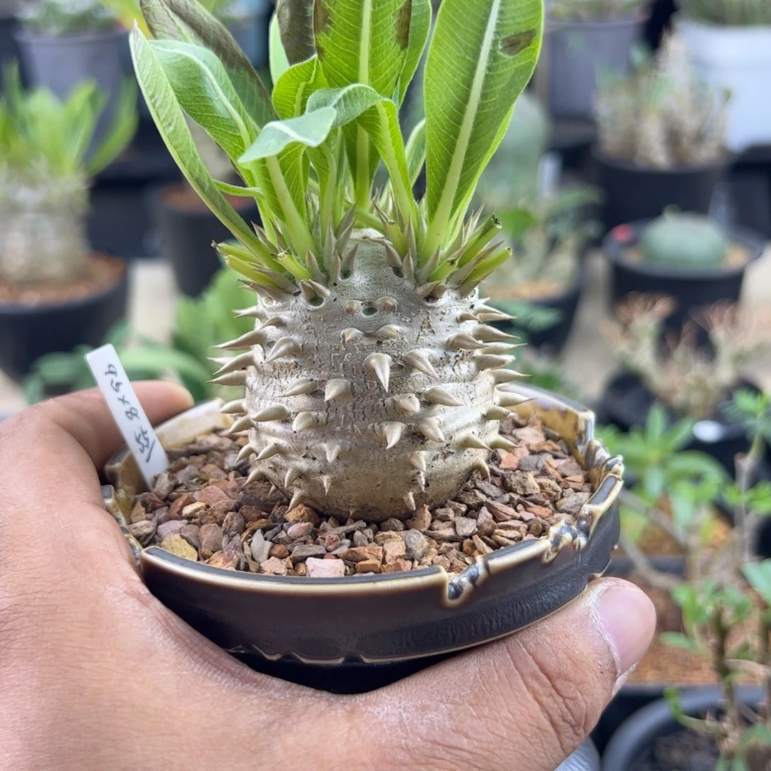 惠比大黑一物一拍默认脱土发