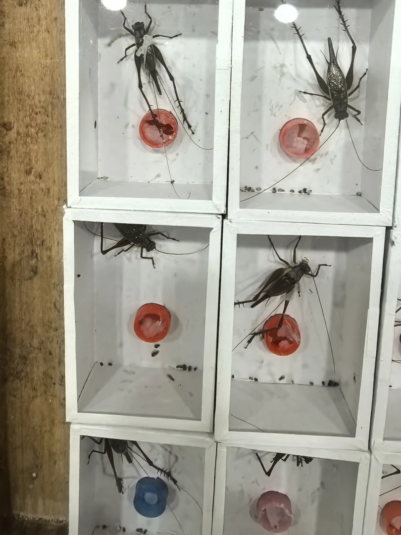 金琥珀全品大长腿大长须