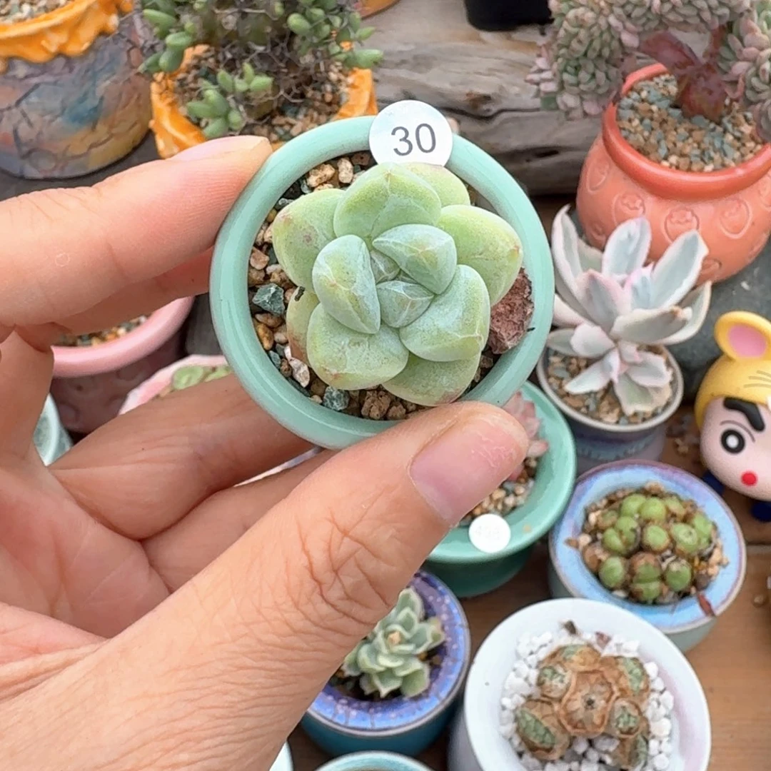 30 多肉含盆土30元包邮➗偏远地区