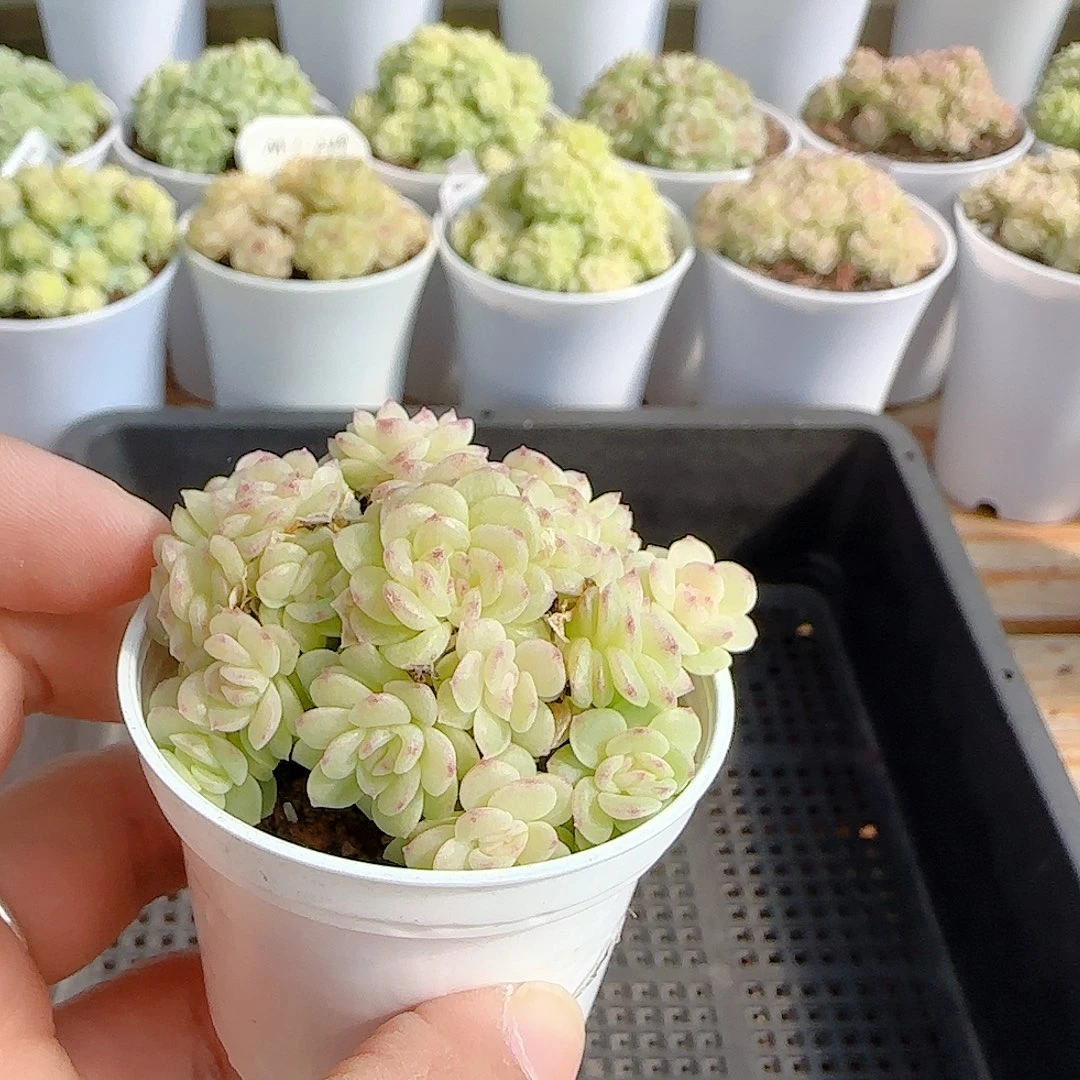 C****1107-91（ht-40）优选