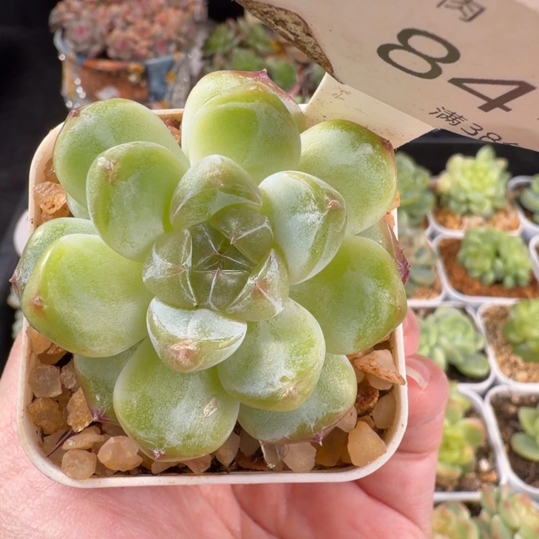 钻石珍妮优选84号