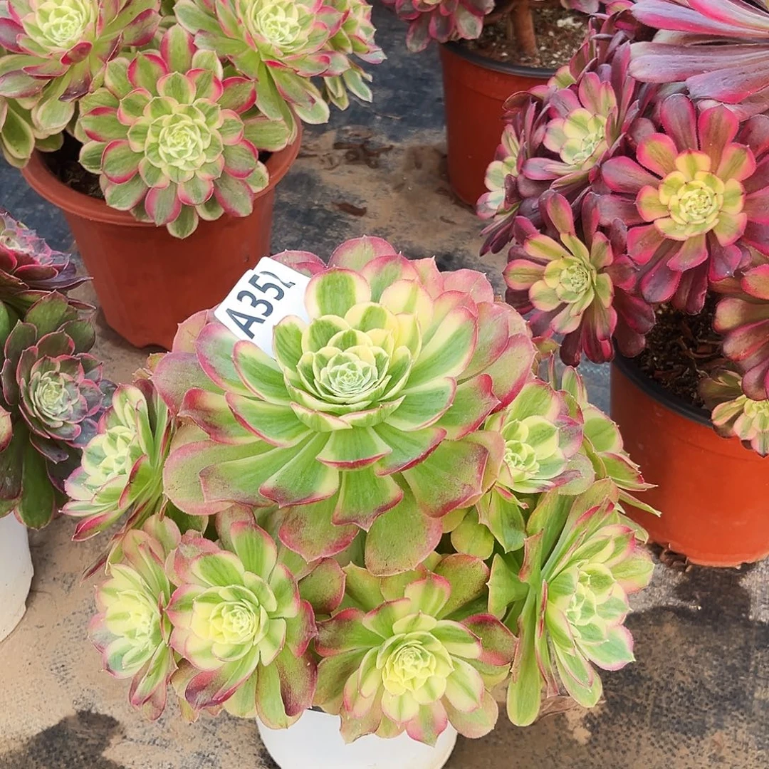 多肉植物玉姿352多肉