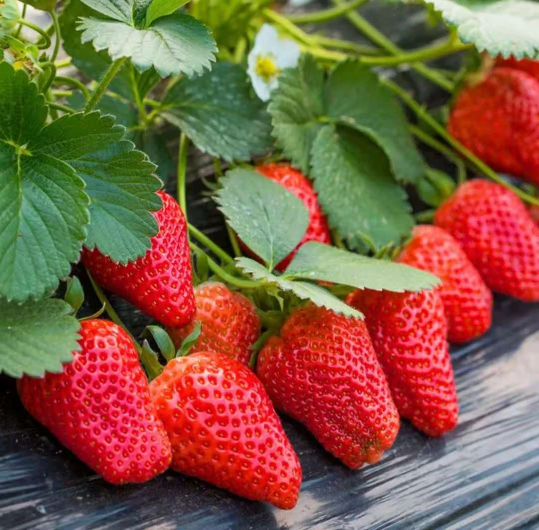【奶油草莓种子】四季播种草莓种籽阳台盆栽庭院蔬菜水果种子商品图