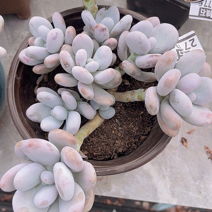 奶酪27106多肉植物