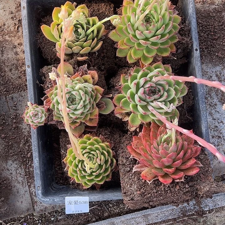 直播福利一物一拍538