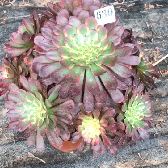 多肉植物烟花630