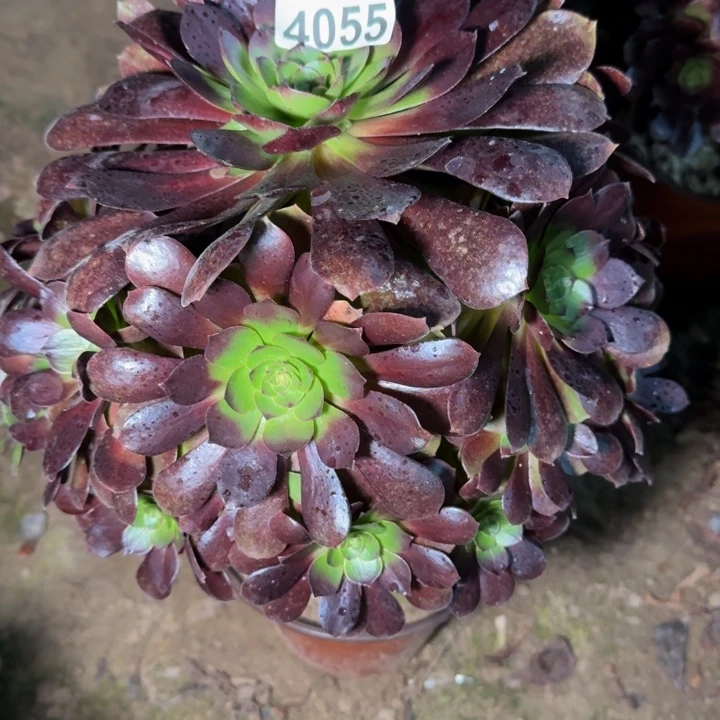 菊***了4055美人不包断枝