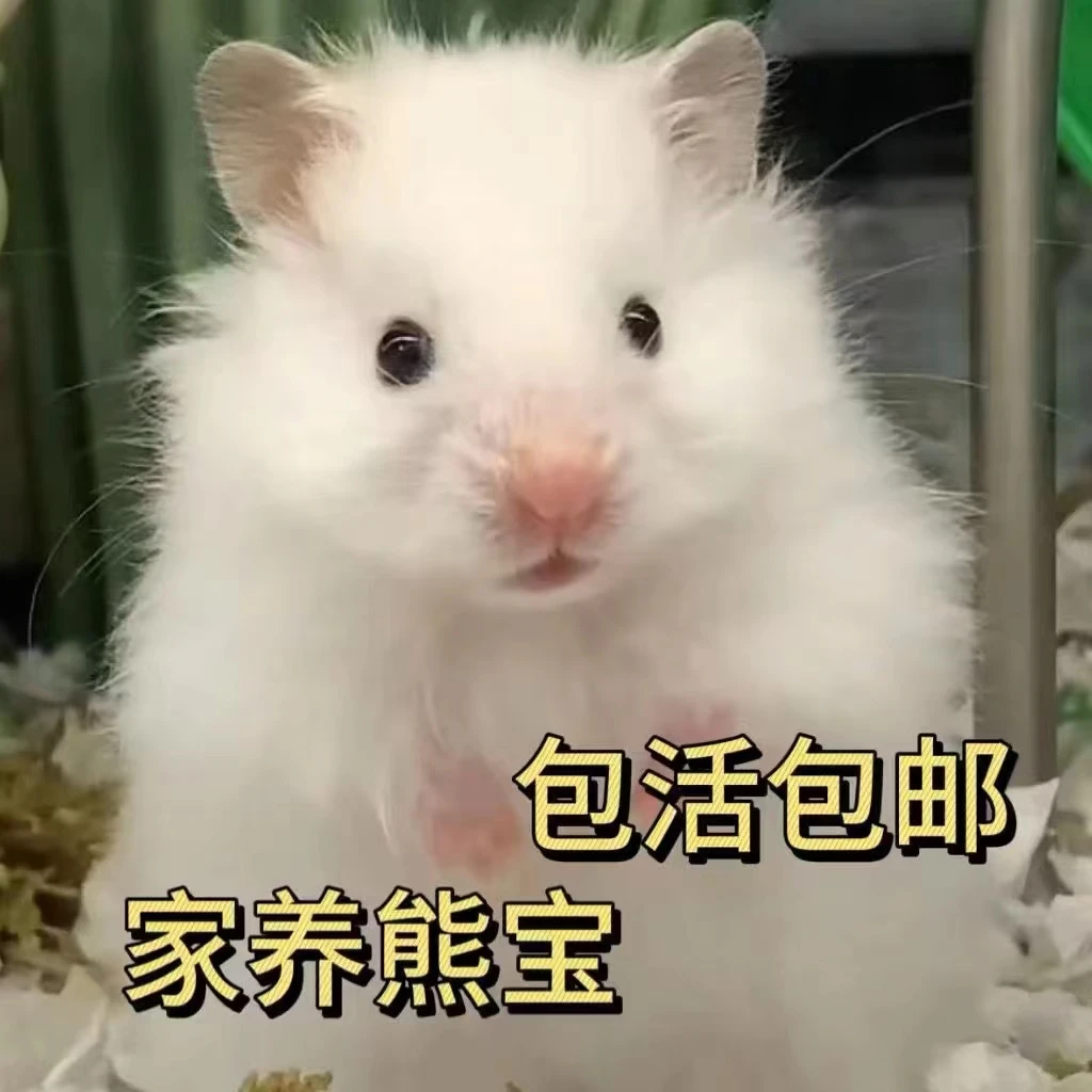 长毛金丝熊活宠稀有纯银丁香肉桂短毛熊银狐紫仓三线布丁仓鼠宠物