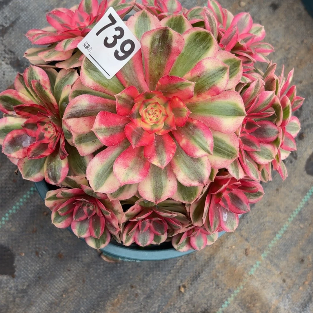 739倾城多肉植物福利