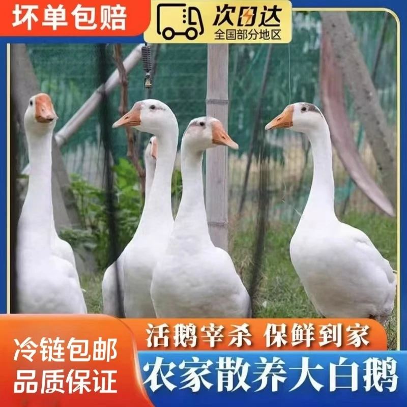 【A】农家散养大白鹅 青年鹅 单只净重9斤 带心肝