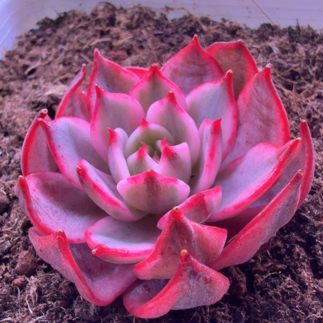 劳伦斯锦 多肉植物