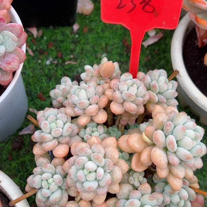 238洛可可平平安安健健康康