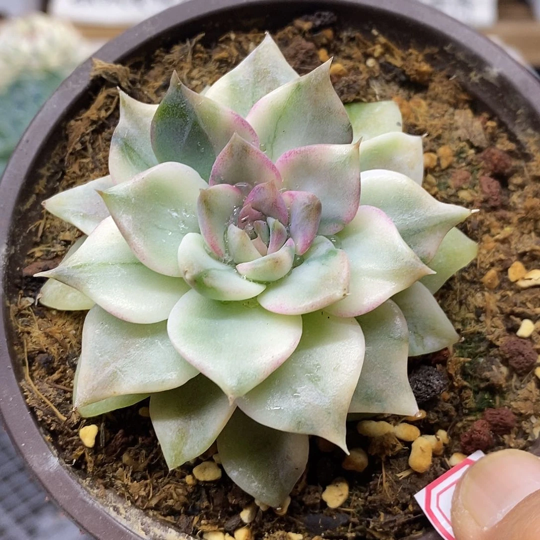 2633 紫水晶变异花脸锦 稀有 需延时发货