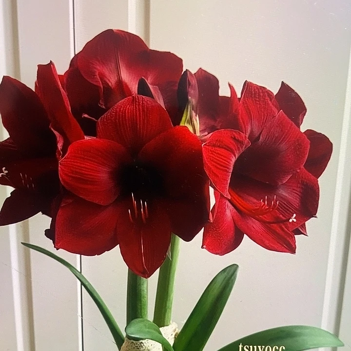 曼德拉8厘米朱顶红