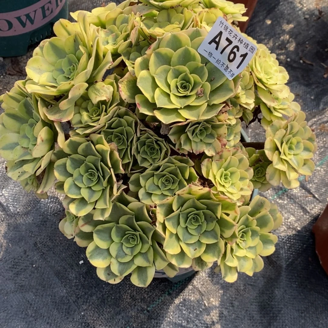 761绿豆沙妖桩福利