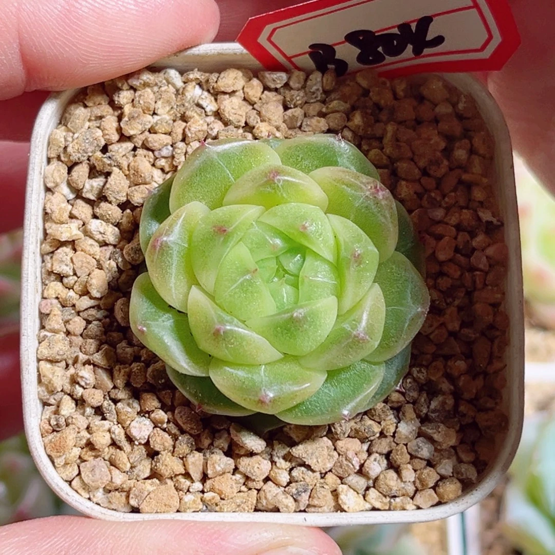 B804 一物一拍 清行