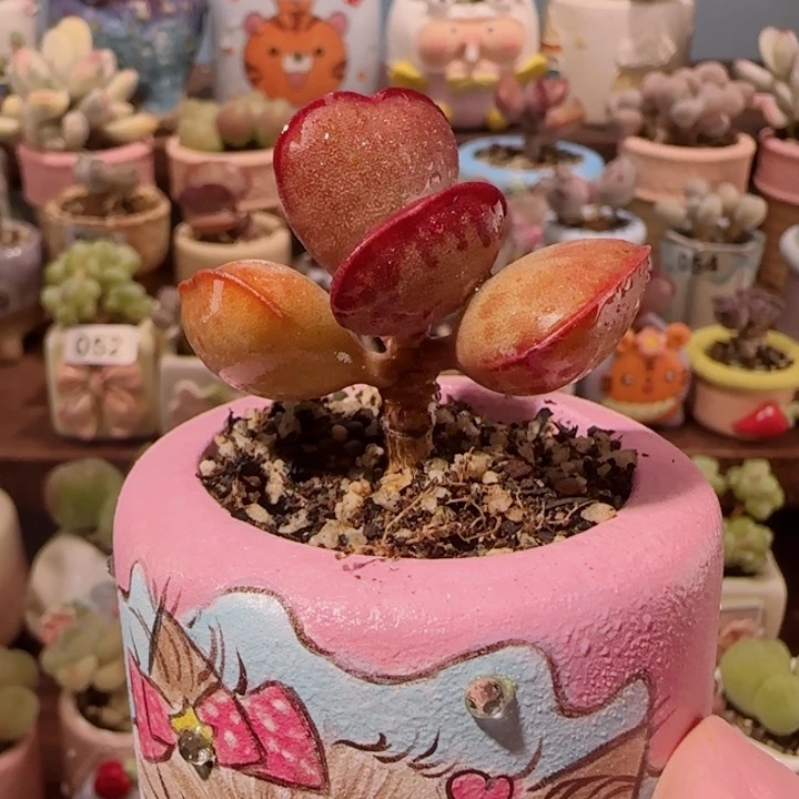 首选爱心 盆口4cm