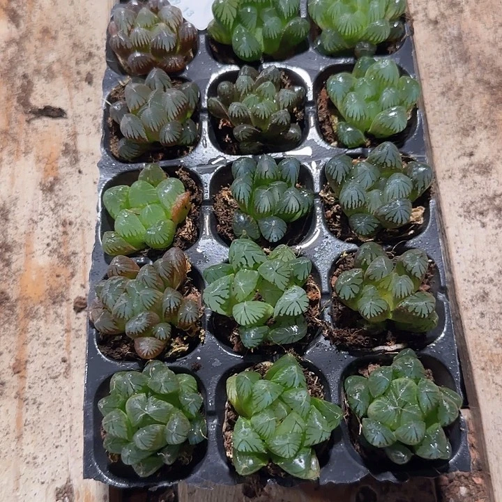 直播一物一拍多肉52