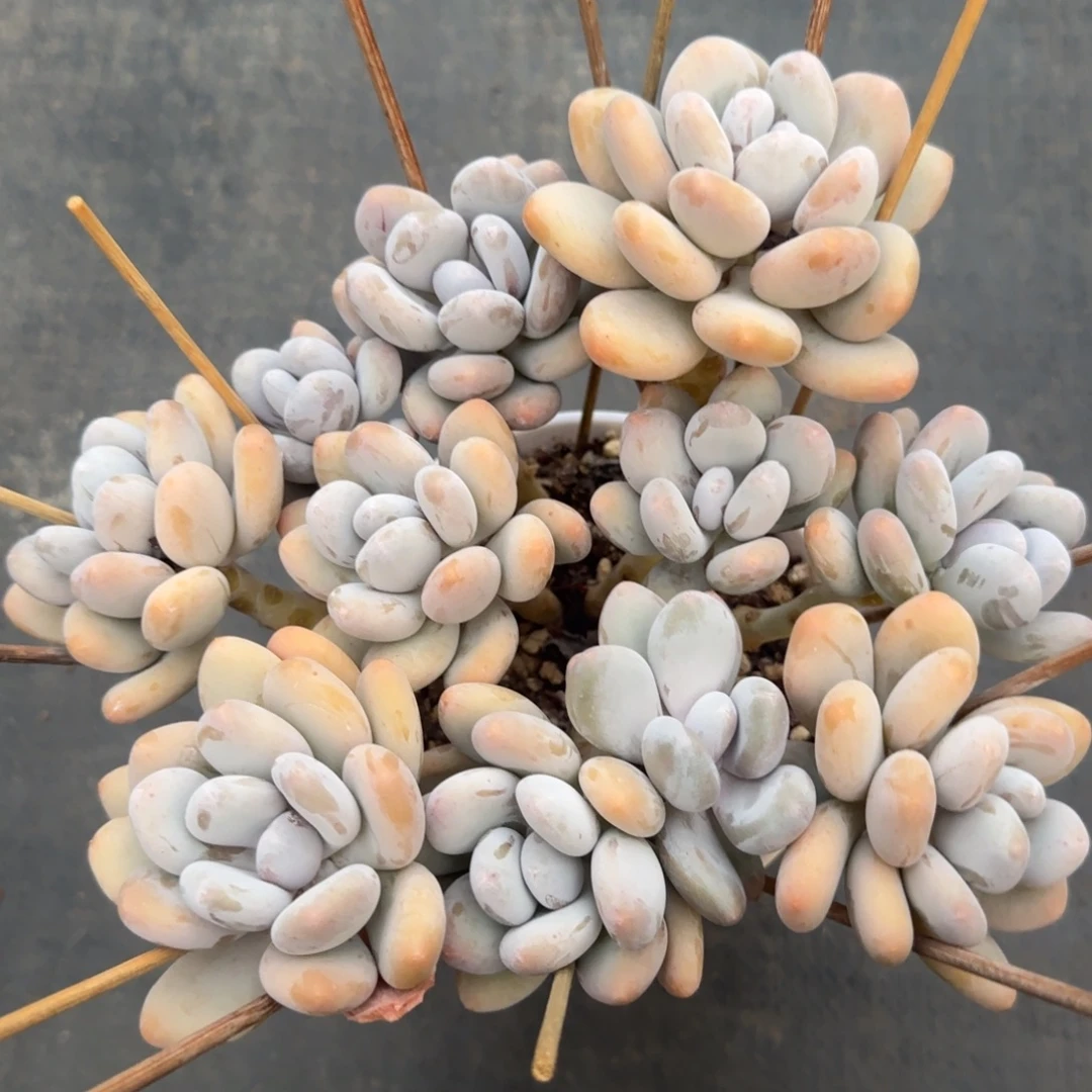 多肉植物 一物一拍
