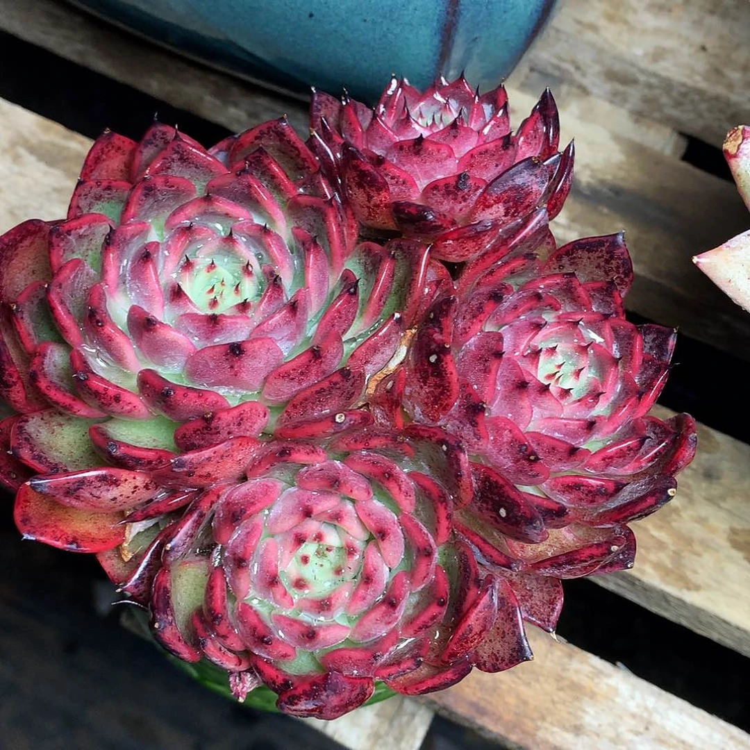 ?****诺玛德多肉一物一拍