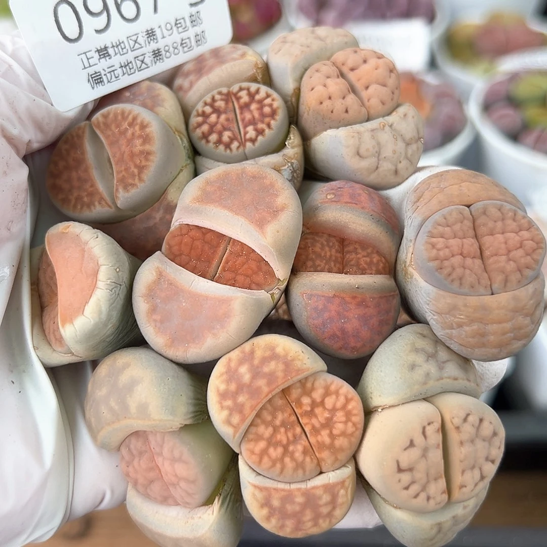 好养易活生石花大母本0967