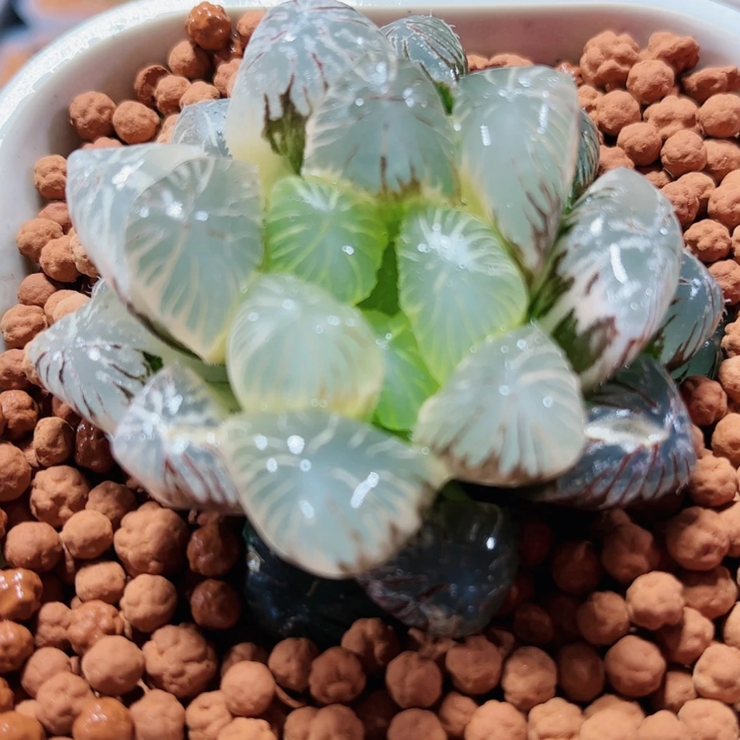 【闪购商品】咱实生大窗和两颗湖水