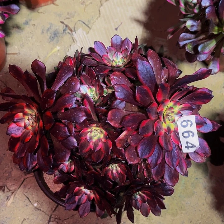 664火烧云多肉植物处理不售后