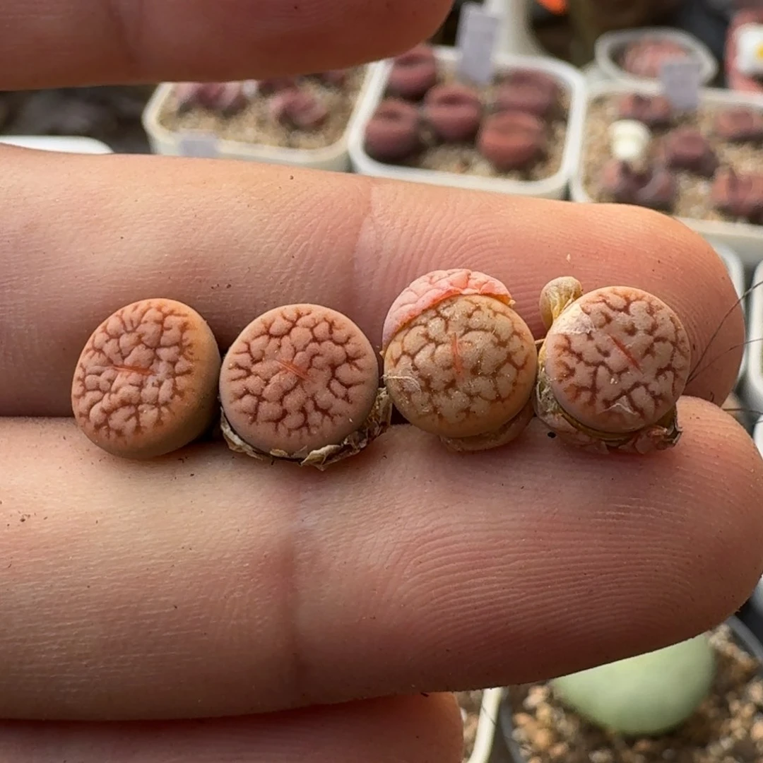 K302拿铁化红纹曲两年偏小和一年多肉