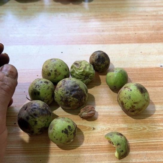 文***斌核桃麻核桃麻核桃