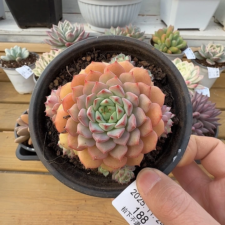 熊猫脸111111124-188